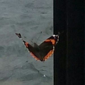 Meet your Posher, Kaylapurple808